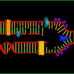 Außergewöhnlich Dna Transkription Und Dna Translation – Vom Gen Zum Protein