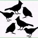 Außergewöhnlich Vogel Silhouette Am Fenster Macht Glasscheiben Vogelsicher