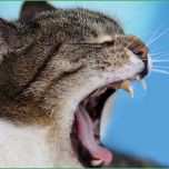 Ausgezeichnet Katze Vermisst Vorlage Wunderbar Zum Valentinstag