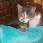 Beste Katze Vermisst Vorlage Angenehm Zum Gedenken