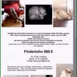 Einzahl 51 Ungewöhnlich Katze Vermisst Vorlage Nur Für Sie