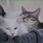 Einzahl Kurz Immobilien Startseite