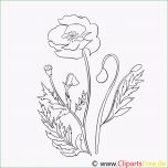 Einzahl Mohn Blume Malvorlage