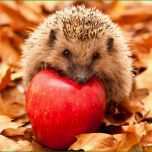Faszinieren Igel Für Einen Tiefen Gesunden Winterschlaf Beobachter
