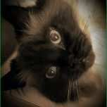 Faszinieren Katze Vermisst Vorlage Einzigartig Vermisstenanzeige Katze