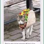 Faszinieren Unglaubliche Katze Vermisst Vorlage