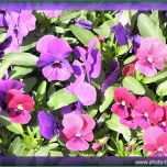 Faszinieren Vorlagen Komplett – Page 8 – Komplette Druckbare Vorlagen