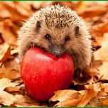 Phänomenal Igel Bild istockphoto Tiere Pinterest