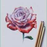 Phänomenal Mohnblumen Malen Vorlage