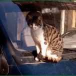 Schockieren Katze Vermisst Vorlage Faszinieren Zum Gedenken