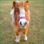 Schockieren Training Für Ihr Pferd Achtsames Reiten Regensburg