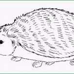 Selten Igel Ausmalbilder Coloring Pages Print Coloring