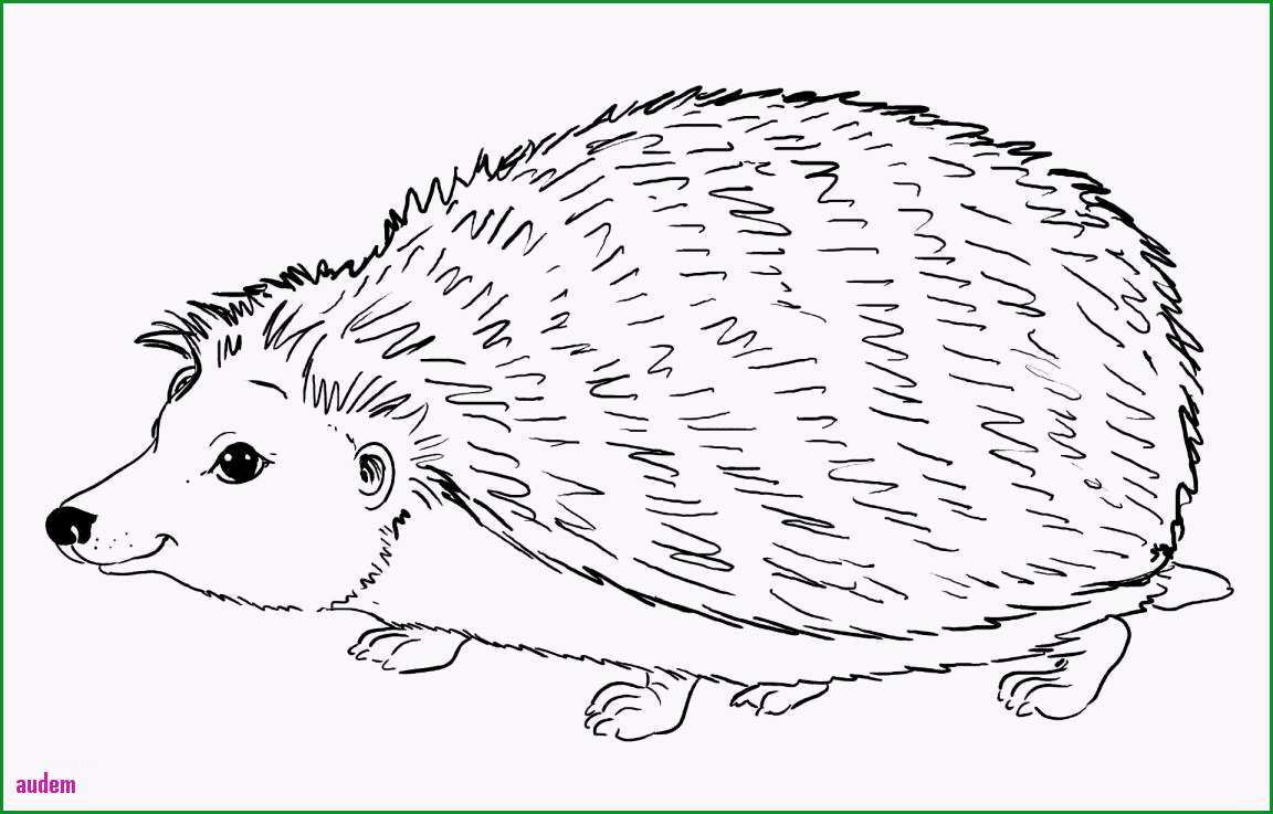 Igel coloring ausmalbilder
