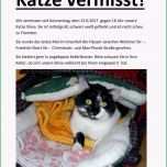 Selten Katze Vermisst Vorlage Neu Vermisste Katzen Vorlage Ideen