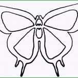 Selten Schmetterling Schablone Vorlage