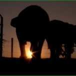 Sensationell Adac Kündigen Vorlage Brief In Ns Fest Der Lichter G