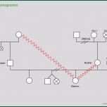 Toll Genogrammanalyse – Bsdr Coaching