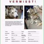 Toll Katze Vermisst Vorlage – Vorlagen 1001