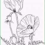 Überraschen Раскраска цветок Мак Скачать и распечатать раскраски