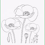 Ungewöhnlich Ausmalbilder Malvorlagen – Mohnblumen Kostenlos Zum